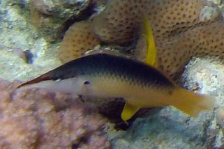 Gomphosus caeruleus - Blauer Vogelfisch (Schnabel-Lippfisch, Blaugrüner Vogel-Lippfisch, Blauer (grüner) Vogel-Lippfisch)